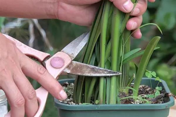朱顶红种球的养殖方法，植株长到10厘米时要摘心处理