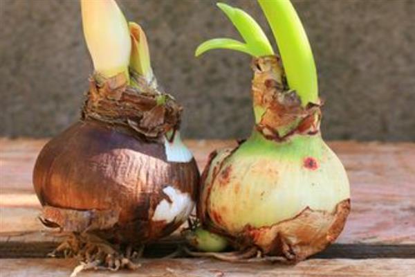 朱顶红种球的养殖方法，植株长到10厘米时要摘心处理