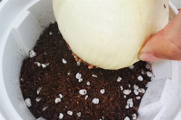 朱顶红种球的养殖方法，植株长到10厘米时要摘心处理