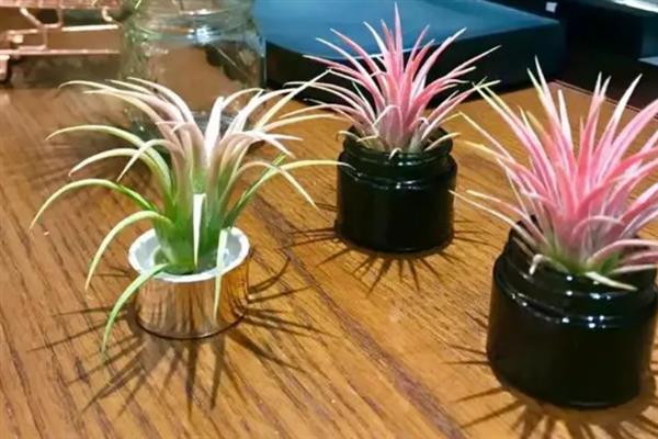 空气凤梨小苹果的养护方法，平时每隔2-3天喷一次水