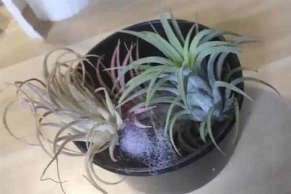 空气凤梨小苹果的养护方法，平时每隔2-3天喷一次水