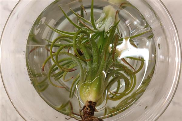空气凤梨小苹果的养护方法，平时每隔2-3天喷一次水
