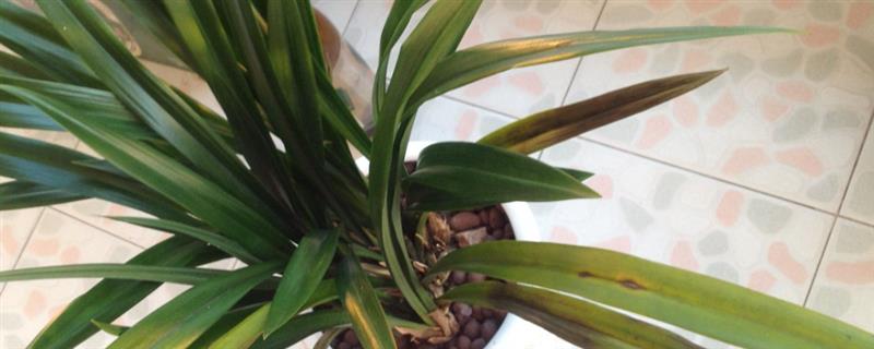 春兰叶子发黄怎么处理，可适量浇水并合理施肥