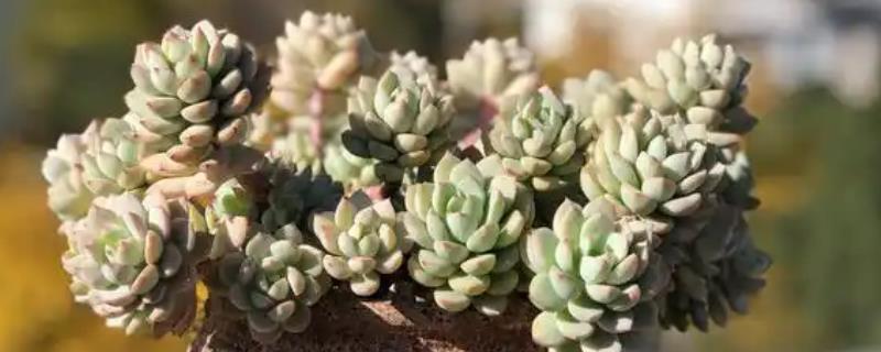 多肉穿裙子的原因，是由于浇水过多导致的