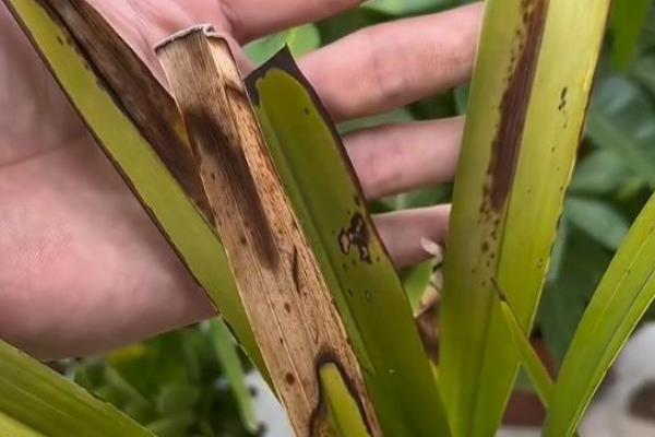 春兰叶子发黄怎么处理，可适量浇水并合理施肥