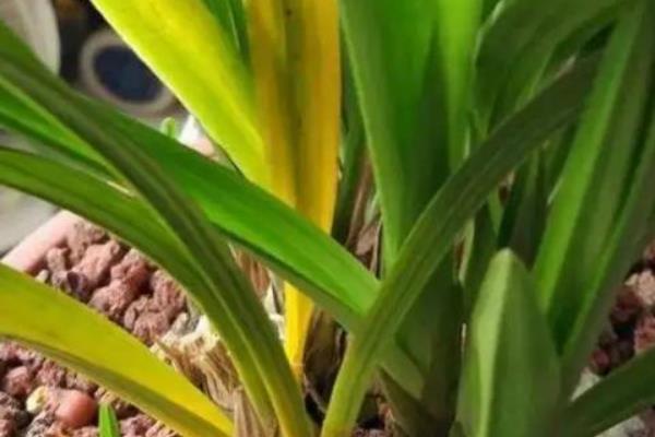 春兰叶子发黄怎么处理，可适量浇水并合理施肥