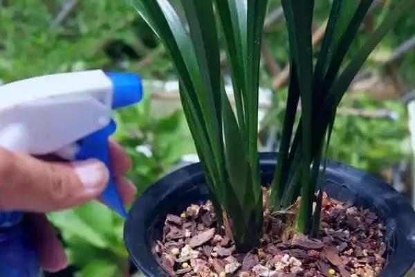 春兰叶子发黄怎么处理，可适量浇水并合理施肥