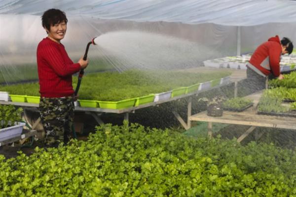 芹菜怎么种植，幼苗定植后每天早晚浇一次水