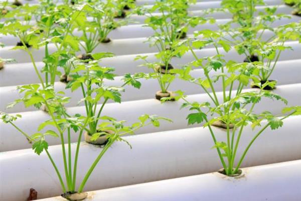 芹菜怎么种植，幼苗定植后每天早晚浇一次水