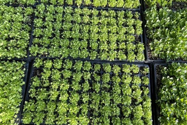 芹菜怎么种植，幼苗定植后每天早晚浇一次水