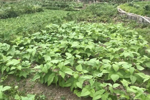 云豆角何时种植,一般为3月份下旬、8月份中下旬