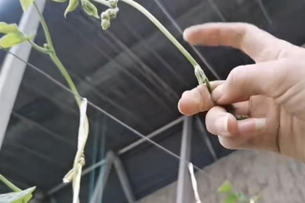 云豆角何时种植,一般为3月份下旬、8月份中下旬