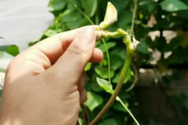 云豆角何时种植,一般为3月份下旬、8月份中下旬