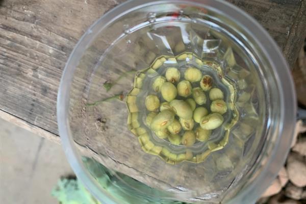 云豆角何时种植,一般为3月份下旬、8月份中下旬