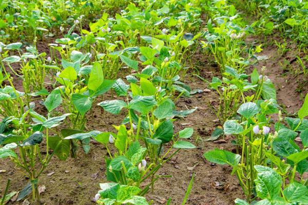 云豆角何时种植,一般为3月份下旬、8月份中下旬