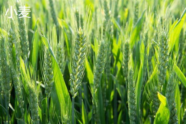 小麦和水稻的区别是什么，科属、外观和食用方法均不同