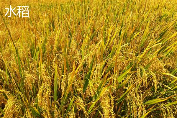 小麦和水稻的区别是什么，科属、外观和食用方法均不同