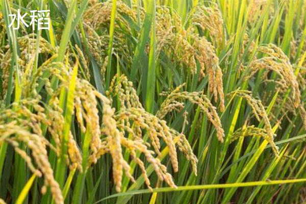 小麦和水稻的区别是什么，科属、外观和食用方法均不同