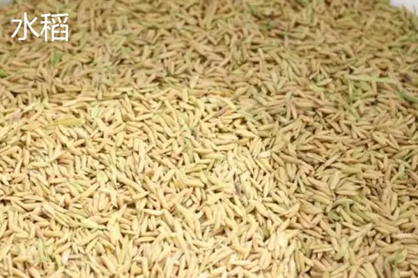 小麦和水稻的区别是什么，科属、外观和食用方法均不同