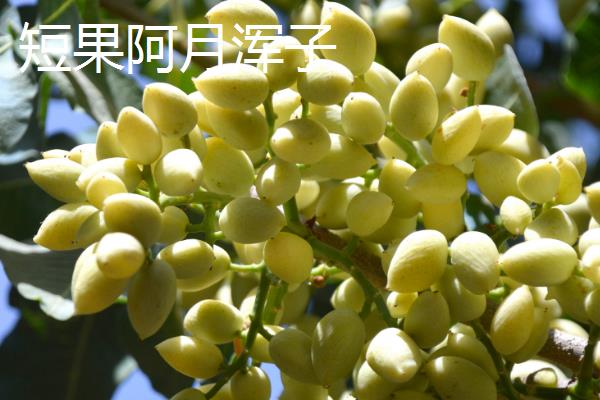 开心果属于哪种植物的果实，由开心果树结出、也叫阿月浑子