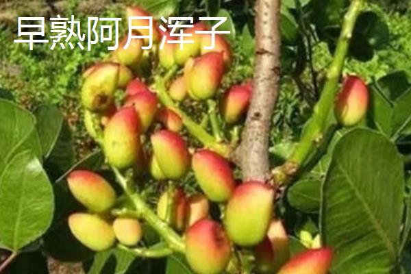 开心果属于哪种植物的果实，由开心果树结出、也叫阿月浑子
