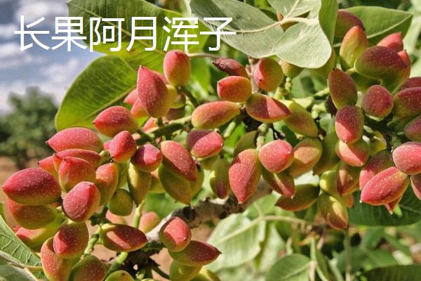 开心果属于哪种植物的果实，由开心果树结出、也叫阿月浑子