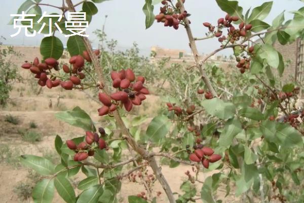 开心果属于哪种植物的果实，由开心果树结出、也叫阿月浑子
