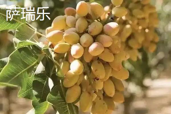开心果属于哪种植物的果实，由开心果树结出、也叫阿月浑子