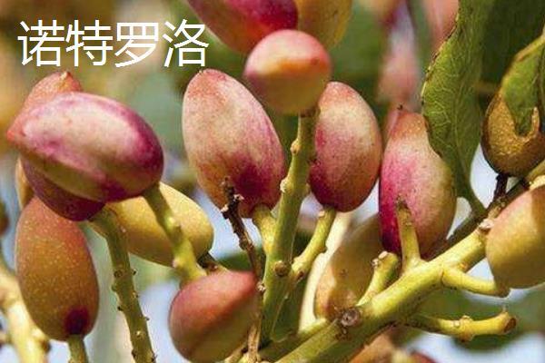 开心果属于哪种植物的果实，由开心果树结出、也叫阿月浑子