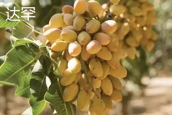 开心果属于哪种植物的果实，由开心果树结出、也叫阿月浑子