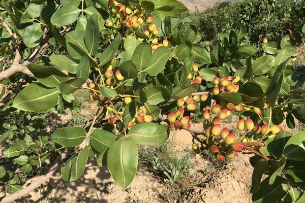 开心果属于哪种植物的果实，由开心果树结出、也叫阿月浑子