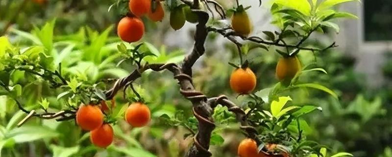 怎么养金弹子，天气干燥炎热1-2天浇水一次