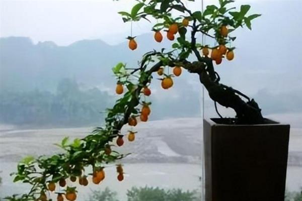 怎么养金弹子，天气干燥炎热1-2天浇水一次