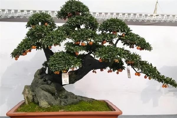 怎么养金弹子，天气干燥炎热1-2天浇水一次