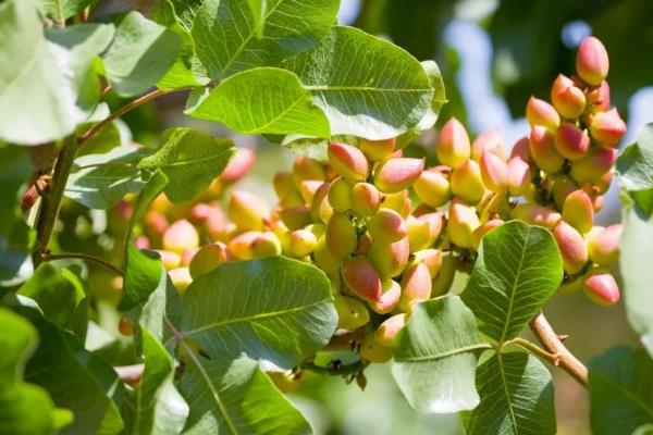 开心果属于哪种植物的果实，由开心果树结出、也叫阿月浑子