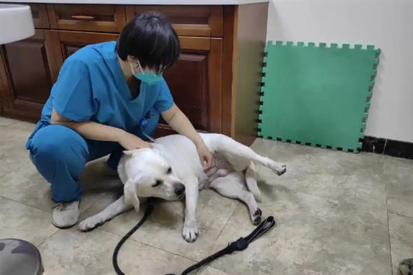 狗狗眼睛进了异物如何处理，建议尽快送医院处理