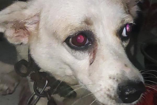 狗狗眼睛进了异物如何处理，建议尽快送医院处理