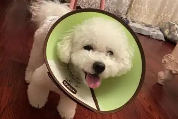 狗狗眼睛进了异物如何处理，建议尽快送医院处理