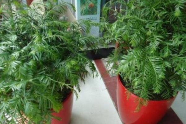 红豆杉的盆栽养护方法，生长旺季每隔2-3天浇一次水