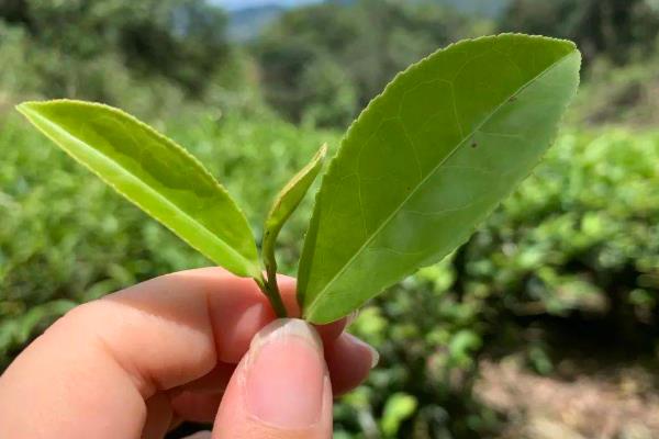 梅州八大名茶介绍，马图茶、南台茶、官田茶等品种均榜上有名
