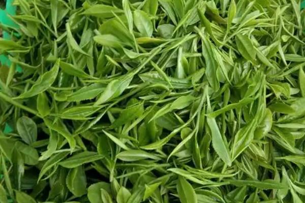 梅州八大名茶介绍，马图茶、南台茶、官田茶等品种均榜上有名