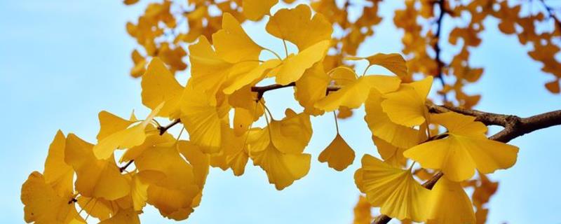 银杏的别名，别名鸭脚、灵眼、鸭脚子等