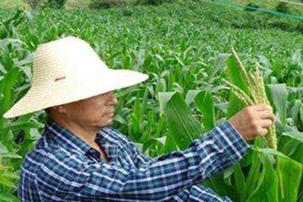 如何正确剪玉米头，去雄一般采用隔行或隔株方法进行