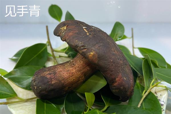 白葱牛肝菌在哪里生长，常见于柞叶林、栎叶林等树林中