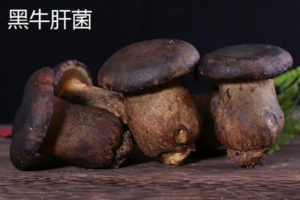 白葱牛肝菌在哪里生长，常见于柞叶林、栎叶林等树林中