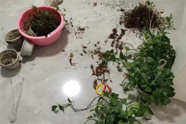 绿萝叶子发黄如何处理，盆土不适需更换透气的土壤