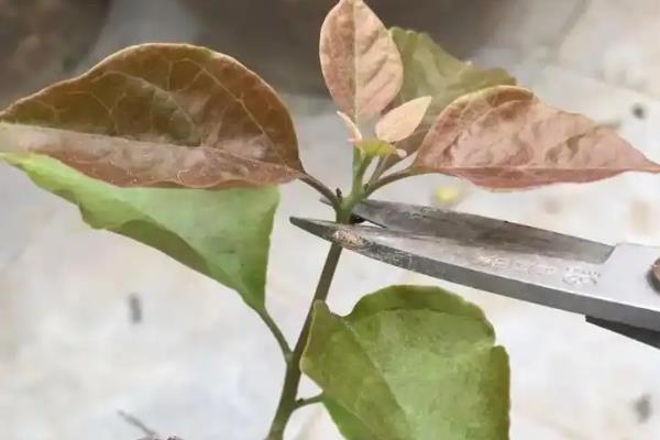 三角梅如何修剪，可以采取疏枝的方式