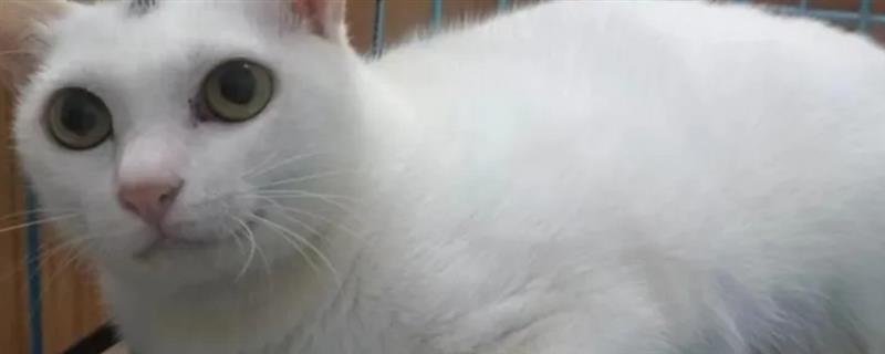 母猫吃小猫的原因，可能是母猫营养不良所致