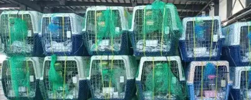 宠物托运的基本常识，三证必须具备