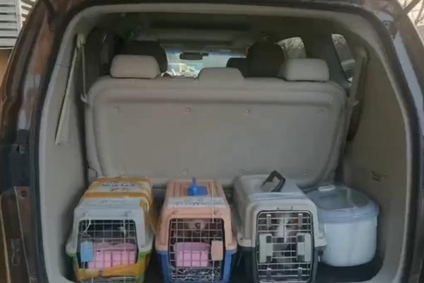 宠物托运的基本常识,三证必须具备